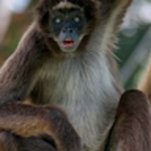 Meet your Posher, Brigham